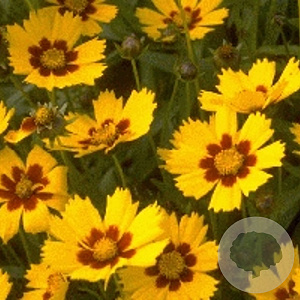 Coreopsis lanceolata 'Baby Gold' GM P9