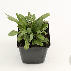 Coreopsis lanceolata 'Baby Gold' GM P9