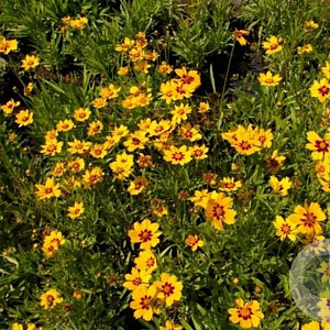 Coreopsis lanceolata 'Goldteppich' GM P9