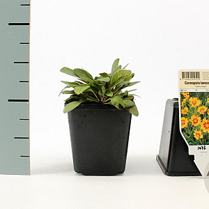 Coreopsis lanceolata 'Sterntaler' GM P9