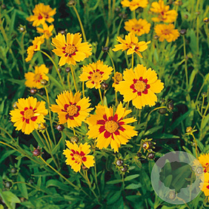 Coreopsis lanceolata 'Sterntaler' GM P9