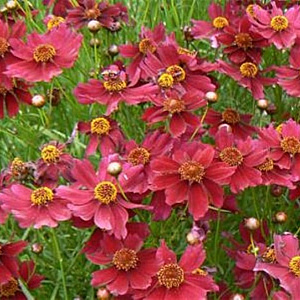 Coreopsis 'Limerock Ruby' GM P9