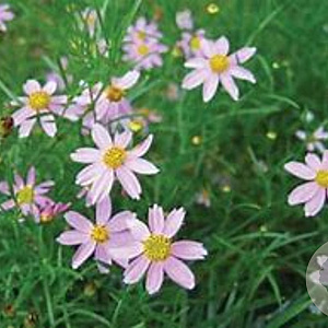 Coreopsis rosea GM P9