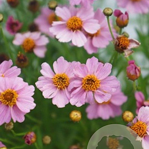 Coreopsis r. Twinkles Bells Pink GM P9