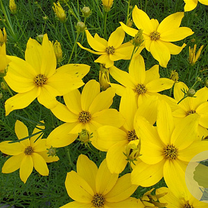 Coreopsis verticillata GM P9