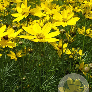 Coreopsis vert. 'Grandiflora' GM P9