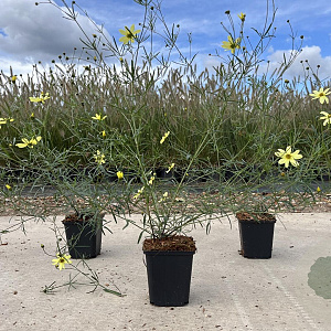 Coreopsis vert. 'Moonbeam' GM P9