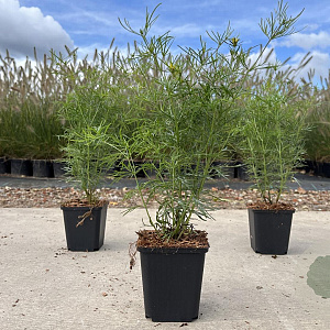 Coreopsis vert. 'Zagreb' GM P9