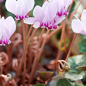 Cyclamen hederifolium GM P9