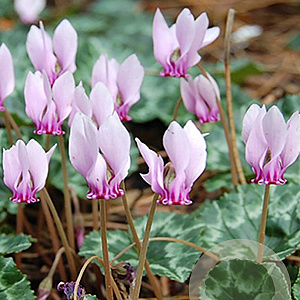 Cyclamen hederifolium GM P9