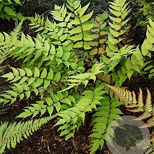 Cyrtomium fortunei GM P9