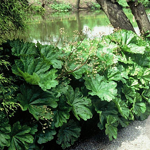 Darmera peltata GM P9