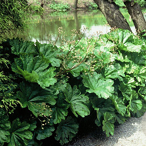 Darmera peltata GM P9