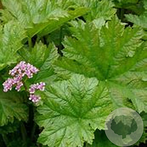 Darmera peltata 'Nana' GM P9