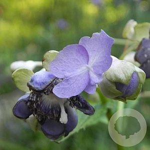 Deinanthe 'Blue Wonder' GM P9