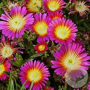 Delosperma 'Wheels of Wonder Hot Pink Wonder' GM P9