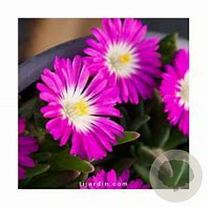 Delosperma 'Wheels of Wonder' GM P9