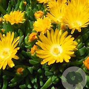 Delosperma congestum 'Gold Nugget' GM P9