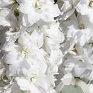 Delphinium 'Butterball' GM P9