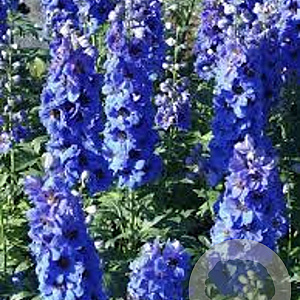 Delphinium 'Harlekin' GM P9