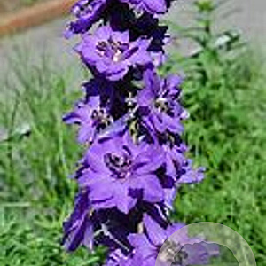 Delphinium (P) 'Magic Fountain' GM P9