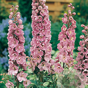 Delphinium (P) 'Astolat' GM P9