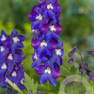 Delphinium (P) 'Black Knight' GM P9
