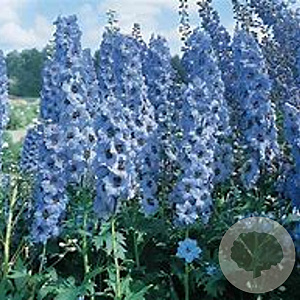 Delphinium 'Blauwal' GM P9