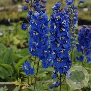 Delphinium (P) 'Blue Bird' GM P9