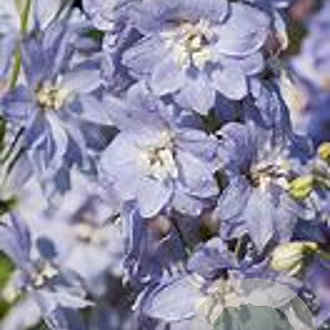 Delphinium (P) 'Camelliard' GM P9