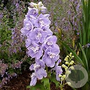 Delphinium (P) 'Guinevere' GM P9