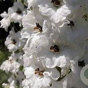 Delphinium (P) 'Ivory Towers' GM P9