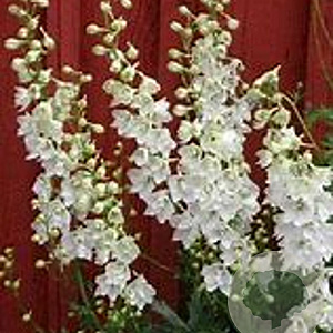 Delphinium (B) 'Moerheimii' GM P9