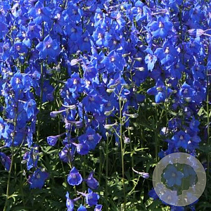 Delphinium (B) 'Piccolo' GM P9