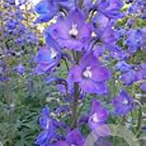 Delphinium 'Polarnacht' GM P9