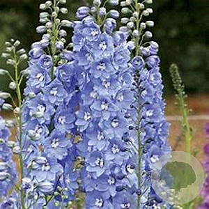 Delphinium (P) 'Summer Skies' GM P9