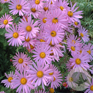 Dendranthema 'Clara Curtis' GM P9