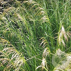 Deschampsia cespitosa GM P9