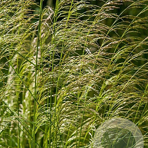 Deschampsia cespitosa GM P9