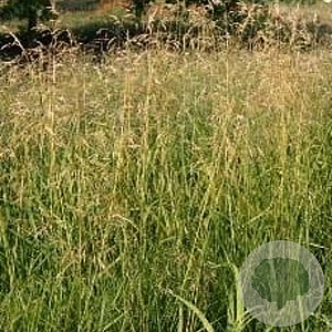 Deschampsia cesp. 'Goldschleier' GM P9