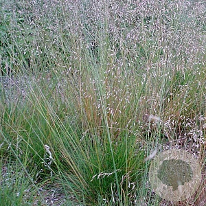 Deschampsia flexuosa GM P9