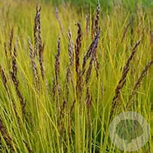 Deschampsia flexuosa 'Tatra Gold' GM P9