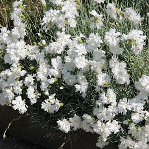 Dianthus (PL) 'Albus Plenus' GM P9