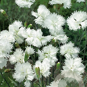 Dianthus (PL) 'Albus Plenus' GM P9
