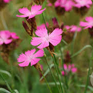 Dianthus carthusianorum GM P9