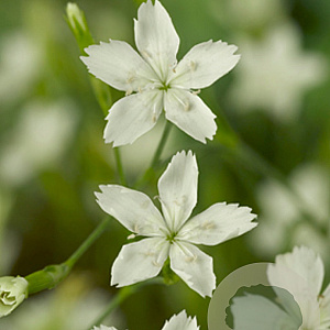 Dianthus delt. 'Albiflorus' GM P9
