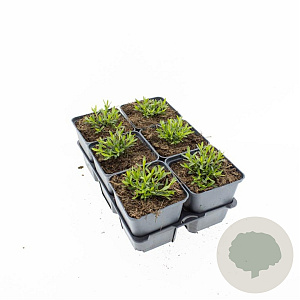 Dianthus delt. 'Albiflorus' GM P9