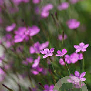 Dianthus delt. 'Rosea' GM P9