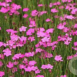Dianthus delt. 'Rosea' GM P9