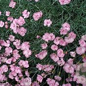 Dianthus (PL) 'Duchess of Fife' GM P9